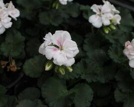 Muškát, pelargonie páskatá 'Savannah White Splash'