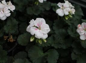 Muškát, pelargonie páskatá 'Savannah White Splash' - Pelargonium zonale 'Savannah White Splash'