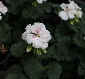 Muškát, pelargonie páskatá 'Savannah White Splash' - Pelargonium zonale 'Savannah White Splash'