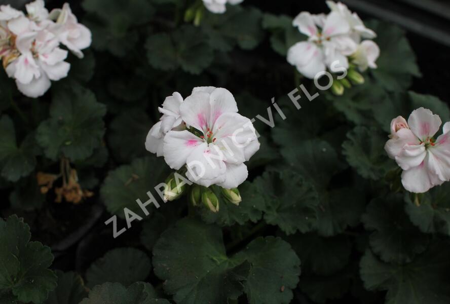 Muškát, pelargonie páskatá 'Savannah White Splash' - Pelargonium zonale 'Savannah White Splash'
