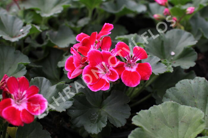Muškát, pelargonie páskatá 'Green Idols Rose With Eye' - Pelargonium zonale 'Green Idols Rose With Eye'