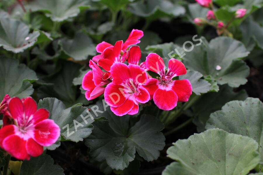 Muškát, pelargonie páskatá 'Green Idols Rose With Eye' - Pelargonium zonale 'Green Idols Rose With Eye'