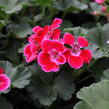 Muškát, pelargonie páskatá 'Green Idols Rose With Eye' - Pelargonium zonale 'Green Idols Rose With Eye'