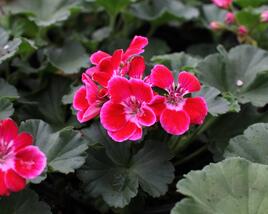 Muškát, pelargonie páskatá 'Green Idols Rose With Eye'
