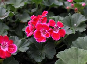 Muškát, pelargonie páskatá 'Green Idols Rose With Eye' - Pelargonium zonale 'Green Idols Rose With Eye'