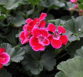 Muškát, pelargonie páskatá 'Green Idols Rose With Eye' - Pelargonium zonale 'Green Idols Rose With Eye'