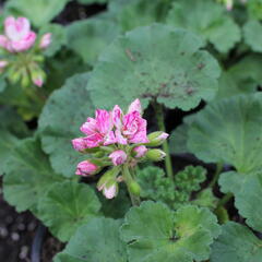 Muškát, pelargonie páskatá 'Survivor Idols Pink Batik' - Pelargonium zonale 'Survivor Idols Pink Batik'