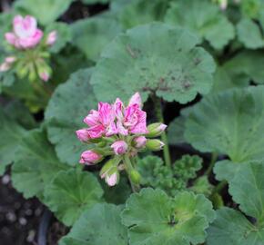 Muškát, pelargonie páskatá 'Survivor Idols Pink Batik' - Pelargonium zonale 'Survivor Idols Pink Batik'