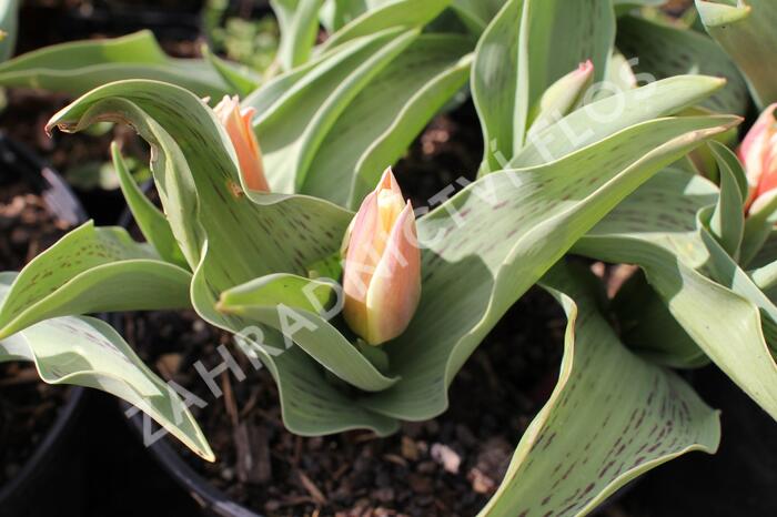 Tulipán Greigův 'Quebec' - Tulipa Greigii 'Quebec'