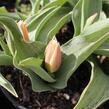 Tulipán Greigův 'Quebec' - Tulipa Greigii 'Quebec'