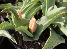 Tulipán Greigův 'Quebec' - Tulipa Greigii 'Quebec'