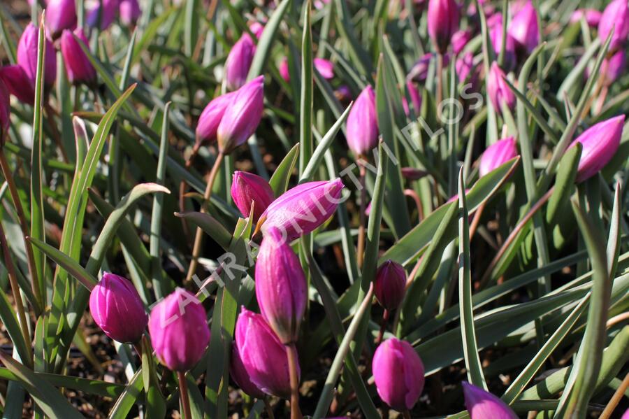 Tulipán nízký 'Helene' - Tulipa humilis 'Helene'