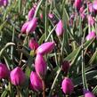 Tulipán nízký 'Helene' - Tulipa humilis 'Helene'