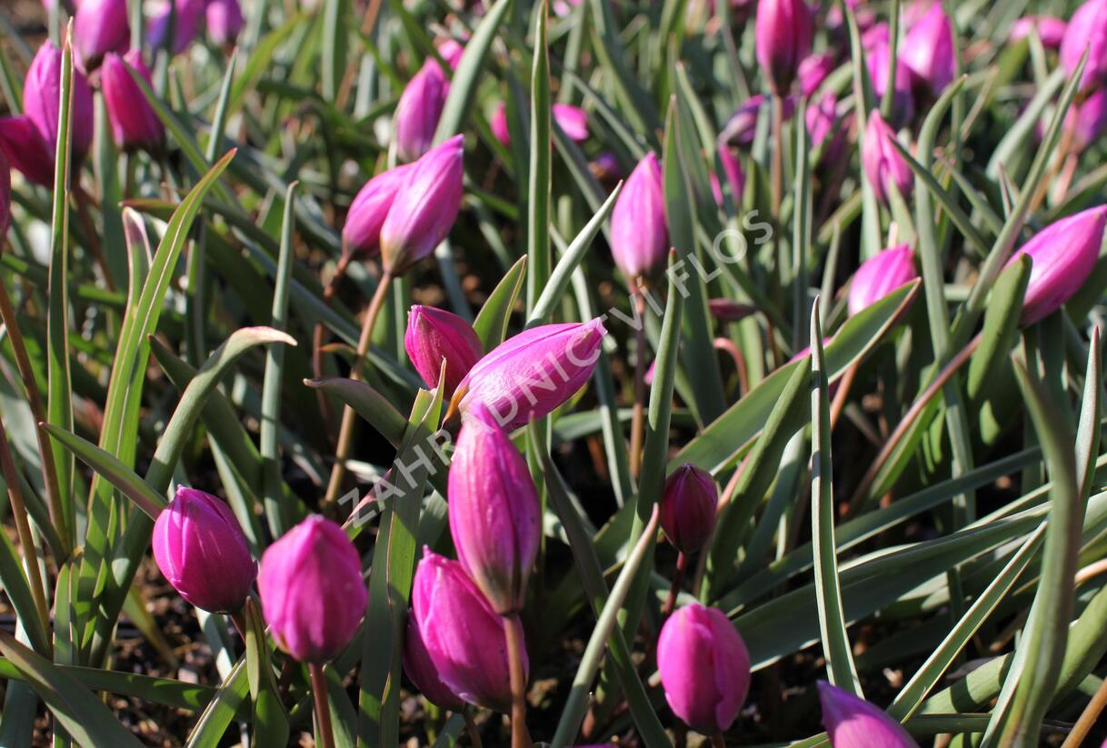 Tulipán botanický nízký 'Helene' - Tulipa humilis 'Helene'
