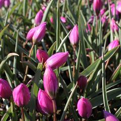 Tulipán nízký 'Helene' - Tulipa humilis 'Helene'