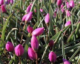 Tulipán botanický nízký 'Helene'