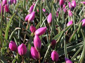 Tulipán botanický nízký 'Helene' - Tulipa humilis 'Helene'