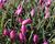 Tulipán botanický nízký 'Helene'