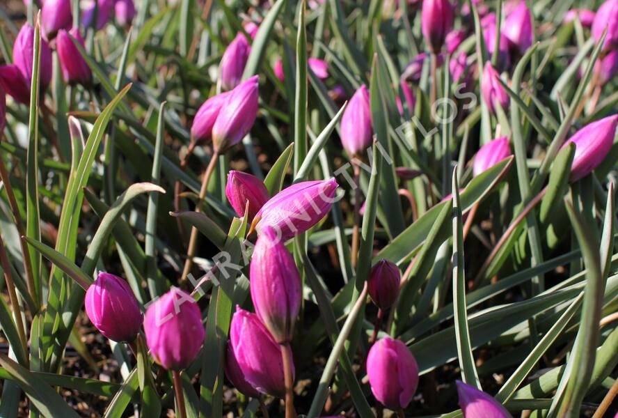 Tulipán botanický nízký 'Helene' - Tulipa humilis 'Helene'