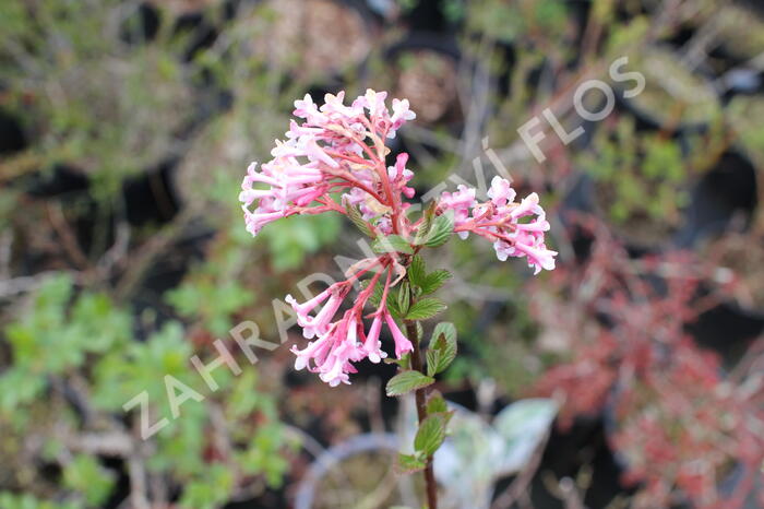 Kalina bodnanská 'Charles Lamont' - Viburnum bodnantense 'Charles Lamont'