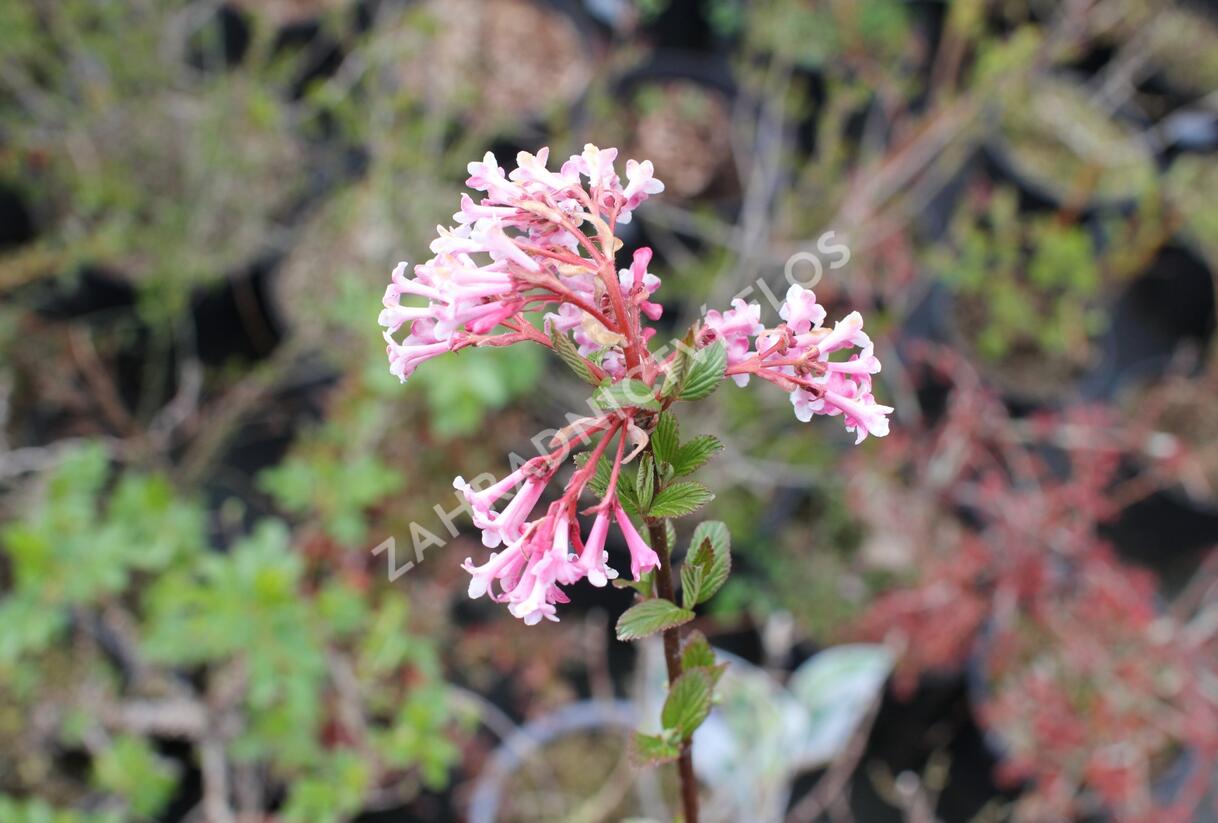 Kalina bodnanská 'Charles Lamont' - Viburnum bodnantense 'Charles Lamont'