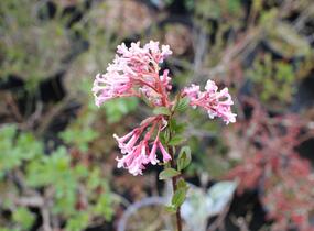 Kalina bodnanská 'Charles Lamont' - Viburnum bodnantense 'Charles Lamont'