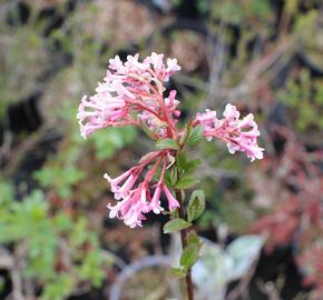 Kalina bodnanská 'Charles Lamont' - Viburnum bodnantense 'Charles Lamont'