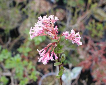 Kalina bodnanská 'Charles Lamont'