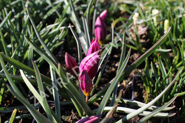 Tulipán nízký 'Odalisque' - Tulipa humilis 'Odalisque'