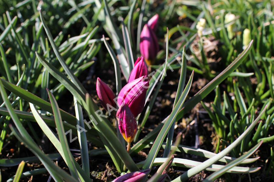 Tulipán nízký 'Odalisque' - Tulipa humilis 'Odalisque'