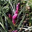 Tulipán nízký 'Odalisque' - Tulipa humilis 'Odalisque'