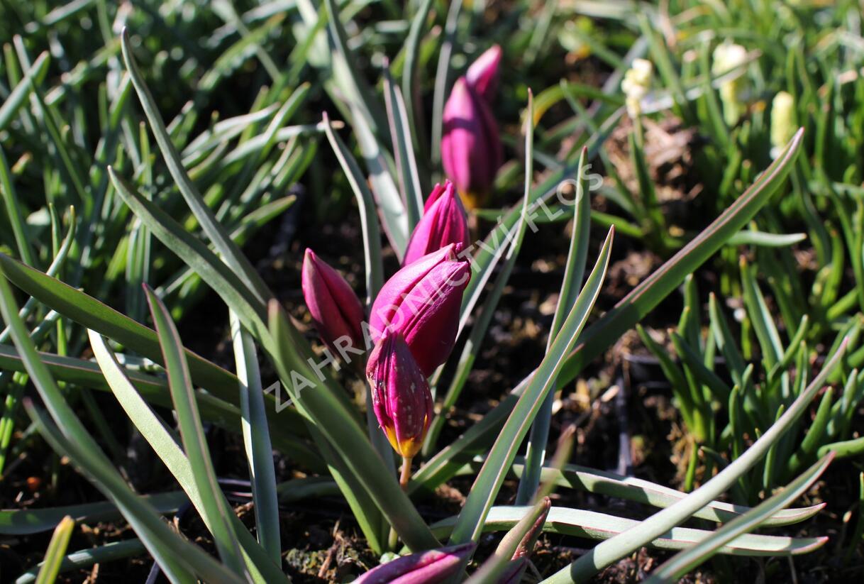 Tulipán botanický nízký 'Odalisque' - Tulipa humilis 'Odalisque'