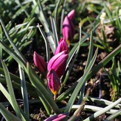 Tulipán nízký 'Odalisque' - Tulipa humilis 'Odalisque'