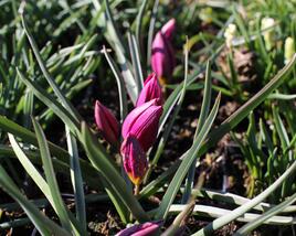 Tulipán botanický nízký 'Odalisque'