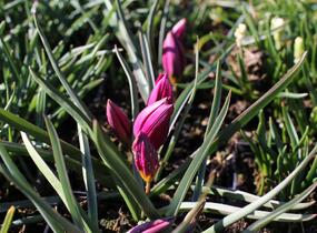 Tulipán botanický nízký 'Odalisque' - Tulipa humilis 'Odalisque'