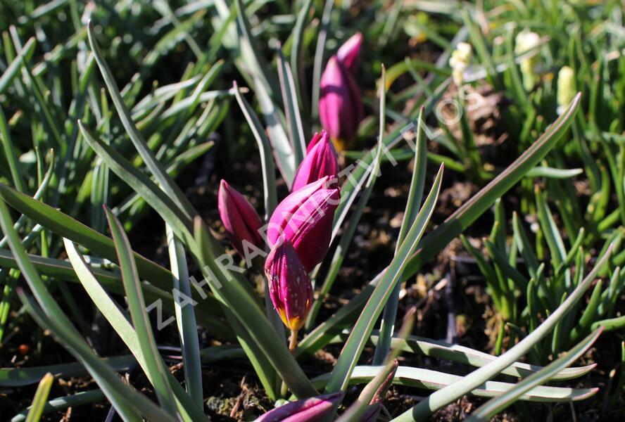 Tulipán botanický nízký 'Odalisque' - Tulipa humilis 'Odalisque'