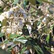 Kalina pražská 'Pragense' - Viburnum 'Pragense'