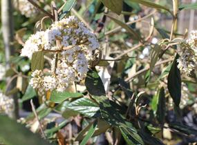 Kalina pražská 'Pragense' - Viburnum 'Pragense'