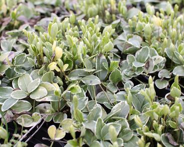 Barvínek větší 'Variegata'