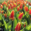 Tulipán botanický 'Fusilier' - Tulipa praestans 'Fusilier'