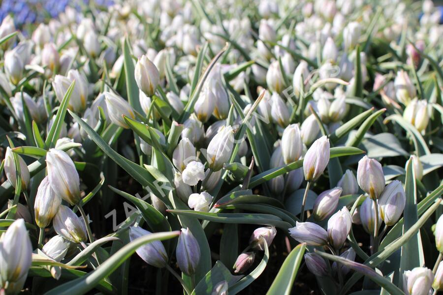 Tulipán botanický polychroma - Tulipa polychroma