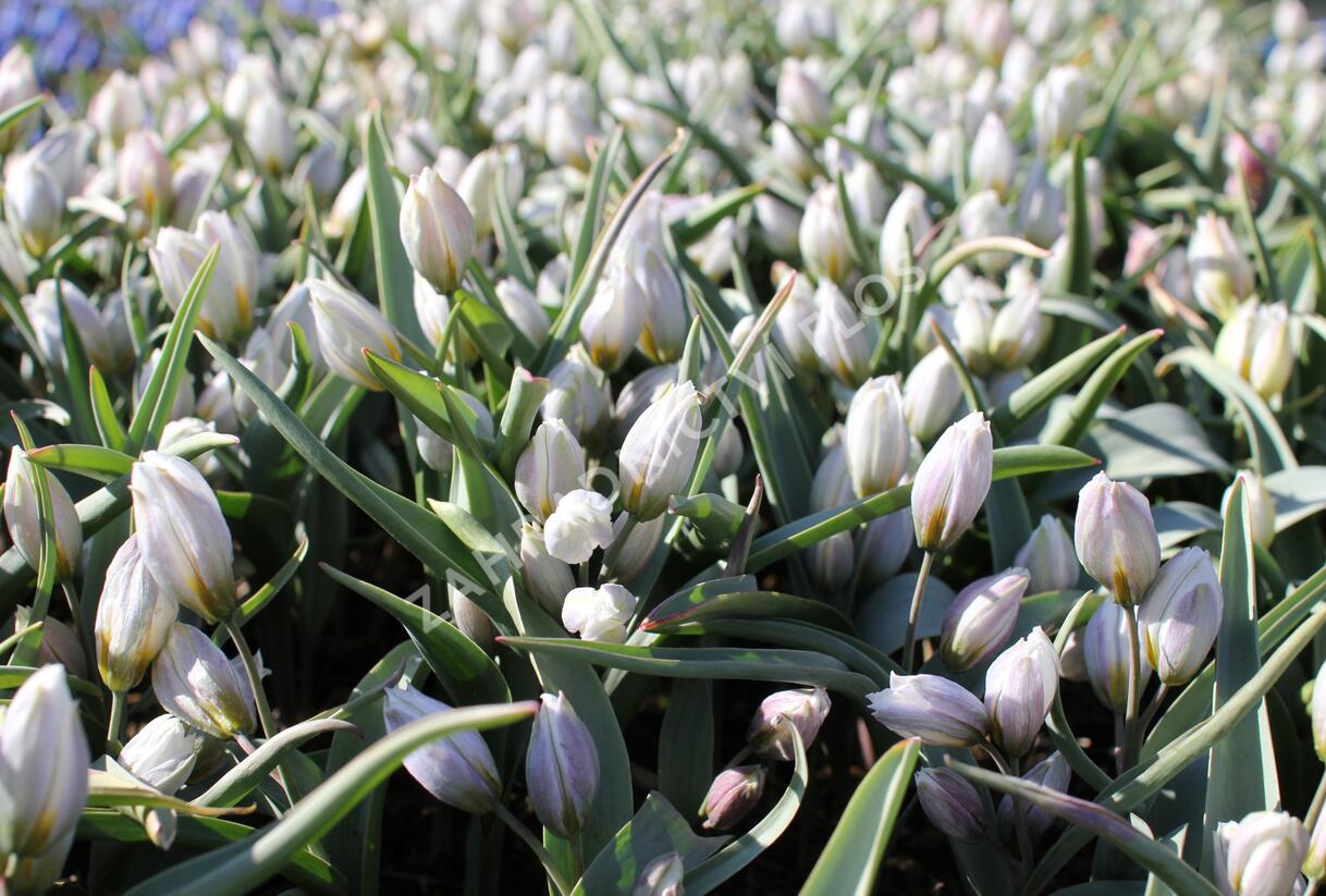Tulipán botanický polychroma - Tulipa polychroma