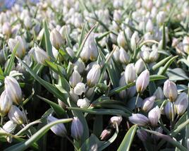 Tulipán botanický polychroma