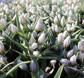 Tulipán botanický polychroma - Tulipa polychroma