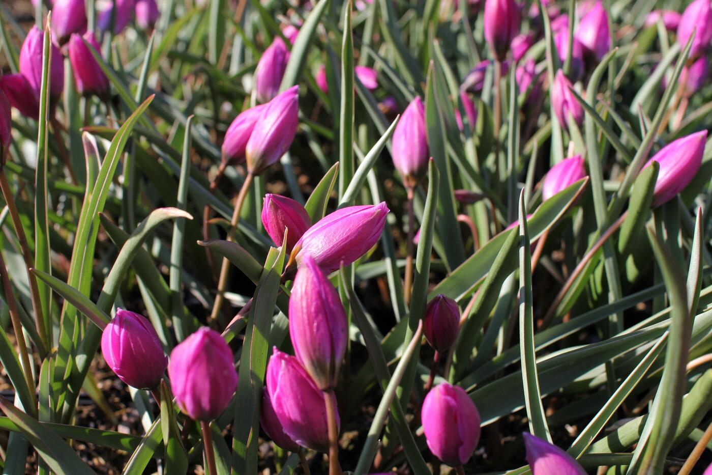 Tulipa humilis 'Helene'