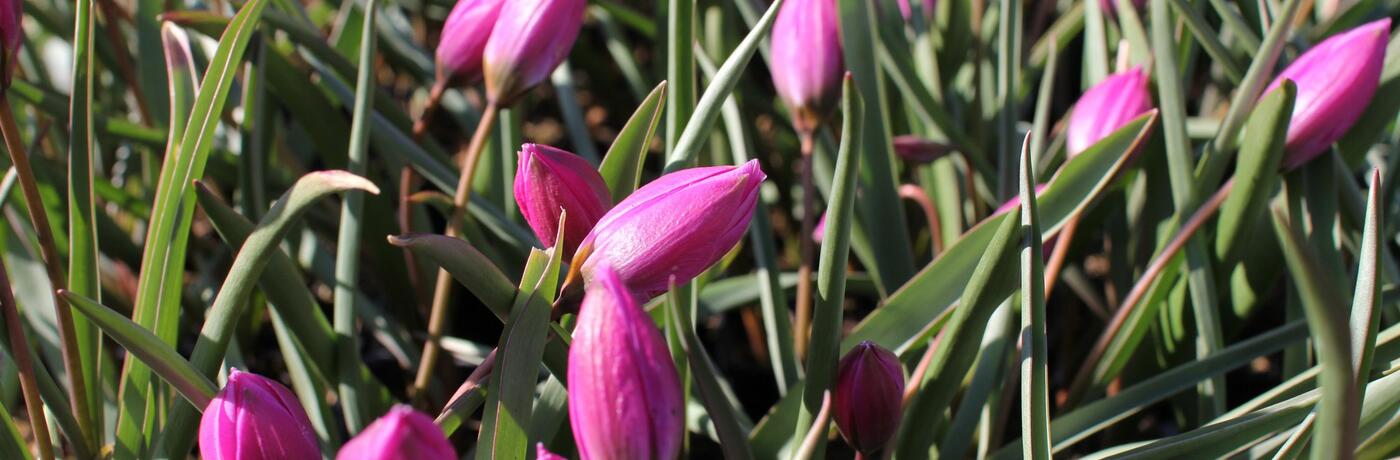 Tulipa humilis ''Helene''