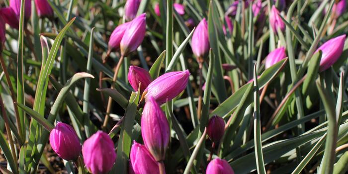 Tulipa humilis ''Helene''