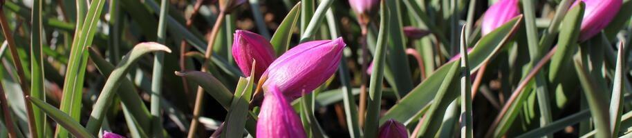 Tulipa humilis 'Helene'