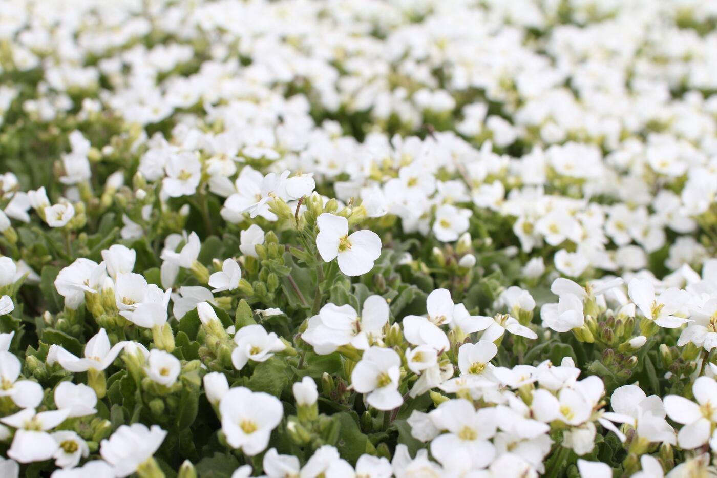Arabis caucasica 'Compacta Schneehaube'