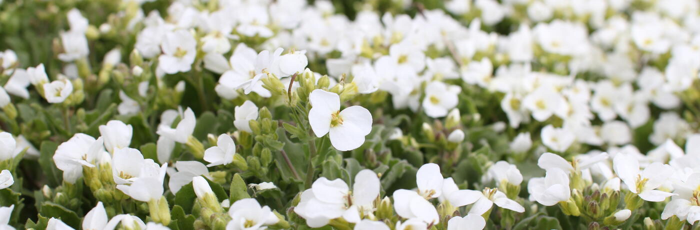 Arabis caucasica ''''Compacta Schneehaube''''